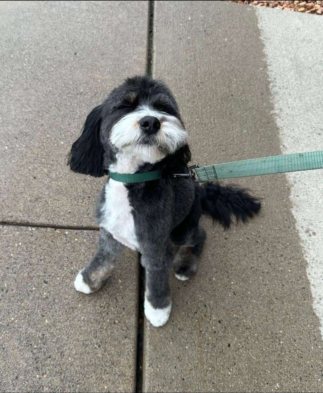 One of the dogs looking for a home