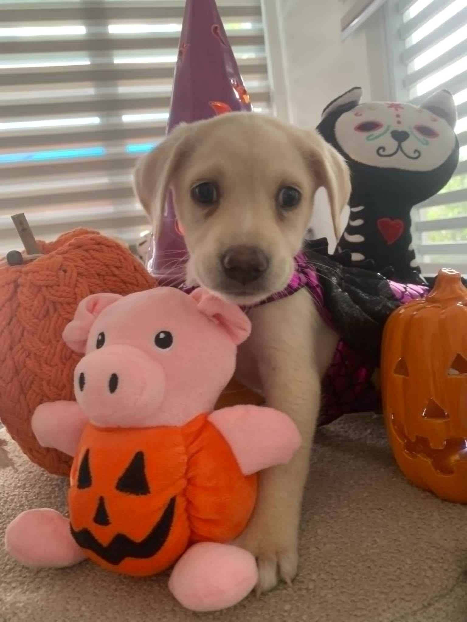 Milo